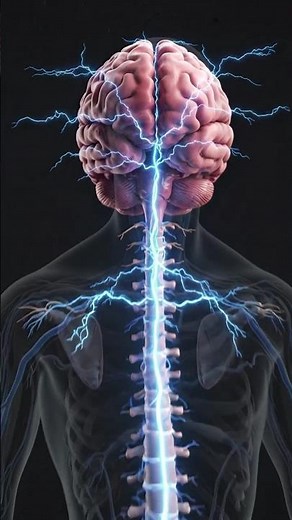 🧠 Human Nervous System Explained in 3D | Brain Power & Body Connection Animation