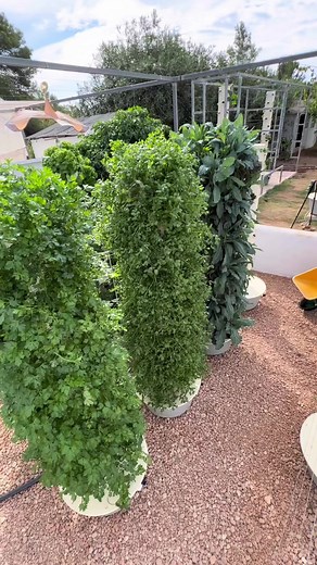 674K views · 10K reactions | Propagation process of cilantro when growing on an aeroponic tower #cilantro #coriander #seedlings #propagation #germination #seeds #verticalfarming #aeroponics #towergarden #hydroponics | Agrotonomy Tower Farms | Facebook