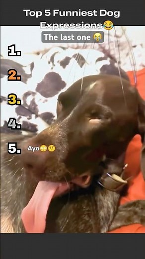 Funniest dog faces ever 😂🐾 Top 5 goofy + adorable expressions! Comment your favorite! #funnydogs
