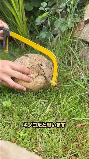 I found a huge mushroom so I cut it up! #short #experiment #mushroom