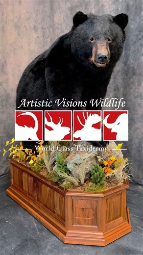 Artistic Visions Wildlife - World Class Taxidermy on Instagram: "We love sharing the behind-the-scenes magic, but nothing beats revealing the finished masterpiece! Check out one of our most recent completed projects: this stunning life-size Black Bear, full of power and personality. The client had a brilliant idea, custom Pennsylvania state cutouts incorporated into the base for that perfect personal touch. What a creative way to celebrate the harvest state! Have a unique vision for your mount?