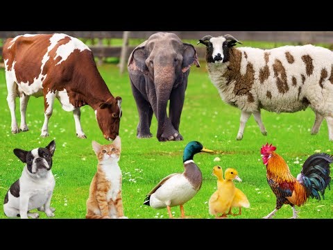 Animal Sounds Around Us: Cow, Horse, Dog, Chicken, Pig, Pigeon, Sheep, Buffalo, Cat – Animal Video