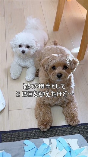 #youtubeはじめました