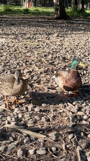 Jealous Drake Mallard