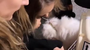 Pups rescued from Chinese dog eating festival arrive at LAX