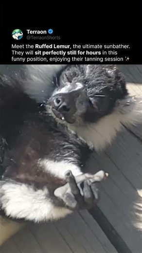 This Lemur Is Literally Sunbathing ☀️