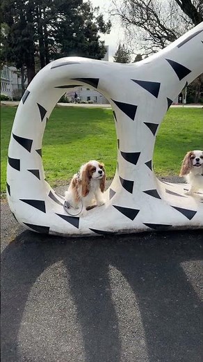 Cavalier King Charles spaniels love sculptures