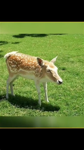 Animals without neck 🤯😱