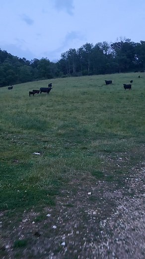 Checking cows | Frank Wagner