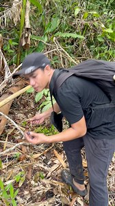 201 reactions · 15 shares | Kalosit o Kalumpit, native plum #nativefruit #Apayao Philippine Native Tree Enthusiasts | Kelly Legman Kengay | Facebook