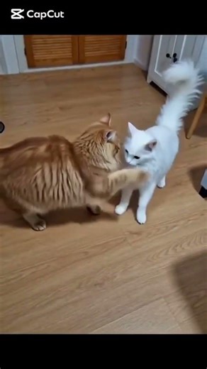 Follow Simba_25 and Nala_25 🐾👑Two beautiful Maine Coon cats bringing sweetness