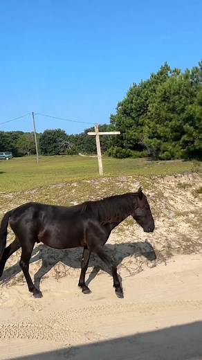 The Outer Banks are one of the South’s greatest treasures. The 200-mile stretch of skinny barrier islands off the coast of North Carolina are known for their secluded feel, the small communities that inhabit the islands, beautiful beaches, and of course, the wild horses. 🐴 Learn the history behind the region’s most alluring residents here: bit.ly/4izsw84 | Southern Living