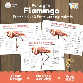 Parts of a Flamingo Labeling Activity | Bird Anatomy Poster | Science Centers