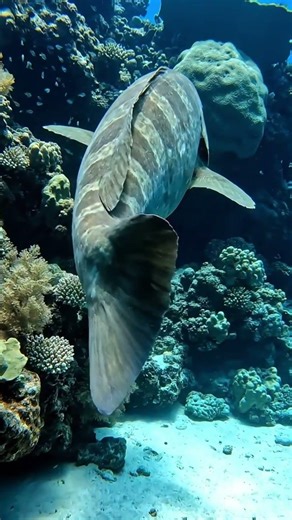 Giant Grouper Up Close: The Reef’s Heavyweight