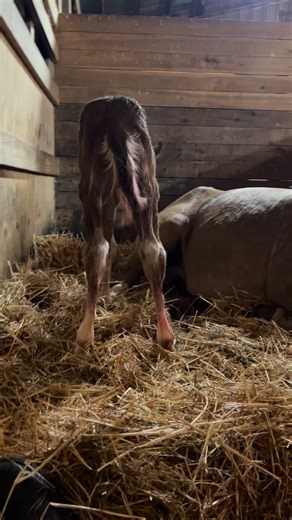 Learning how to walk, oops, little fumble, sorry mom, she says, that’s ok ❤️ #love #horses #horsesofinstagram #farmlifestyle #FarmLifeFun #farmlifeisthebestlife #farmlife #horselove #foals2025 #foalsof2025 #LearningToWalk | Eva George