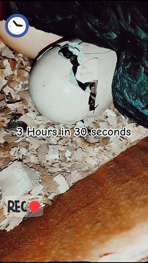 Chick Amazing Transformation Time Lapse | Amazing Egg Hatching Time-lapse | Chicks Transformation