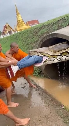 A life-or-death moment! A python devours a monk; a frantic struggle to pull him away. 🫣🐍 #shortvi...