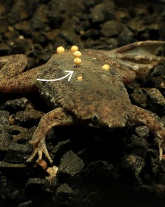 Warning: this is the most insane way to give birth! | Crazy Creatures