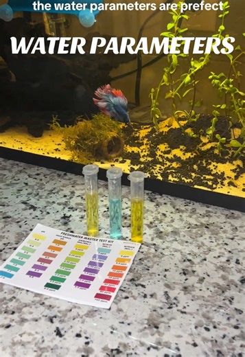 Checking Water Parameters for Betta Fish Tank