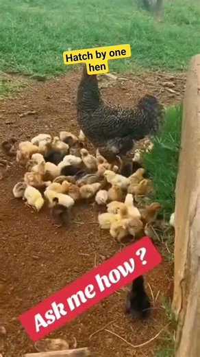 Hatching local chickens with one hen.