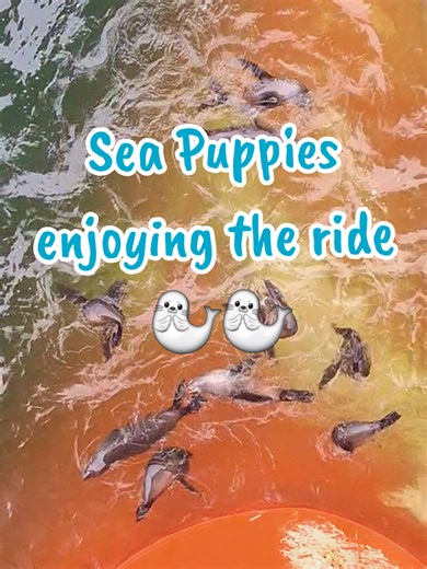 Playful Sea Lions Enjoying Ocean Waves