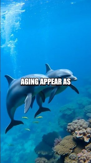 Life Cycle of the Bottlenose Dolphin