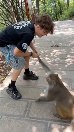 I got attacked by a monkey.