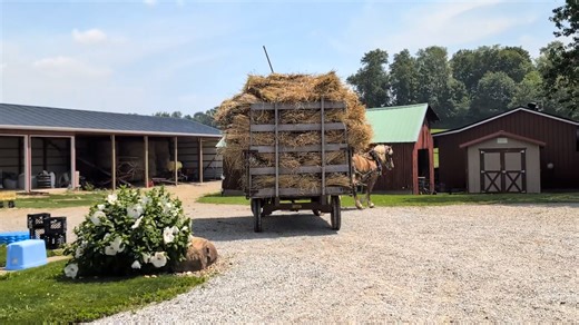 2.9K views · 53 reactions | A wagon load of wheat shocks heading to the barn for threshing. | Ohio Amish Country | Facebook