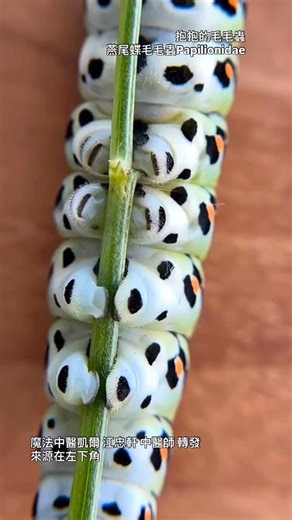 江忠軒 中醫師 Kyle | @schwalbenschwanz.schweiz 拍攝的燕尾蝶幼蟲🐛 療癒一整天的心情 這麼肥美的蟲蟲在中藥中用不得， 中藥一般來說都用大家吃剩的東西。 像是僵蠶…在外觀上也是毛毛蟲，但因為被感染了所以沒得當食物，所以才有可能變成常用中藥😂 #中醫 #中藥 | Instagram
