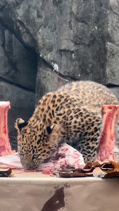 Happy Thanksgiving from the Amur leopard cub crew! Our animal care teams treated the leopards to a festive feast featuring chunk meat, bison rib bones, and beef shank bones. After the meal, the cubs skipped a post-dinner nap for some pouncing and playing! Did you know that Amur leopards are among the rarest big cats in the world? It's estimated that there are fewer than 100 remaining in the wild, and they're classified as critically endangered by the IUCN. You can help support the care and conse
