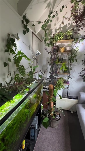 Narellan Pools Gisborne on TikTok