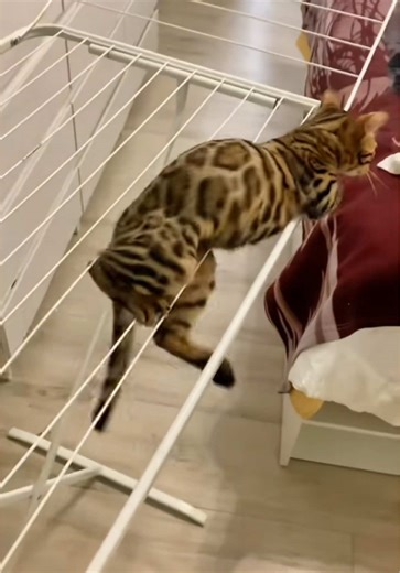 Captivating Bengal Cats: Majestic Beauty and Charm