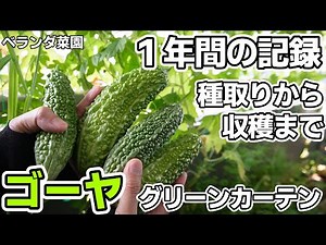 【ベランダ菜園】ゴーヤの種取り、苗作りから収穫までまとめ【グリーンカーテン】