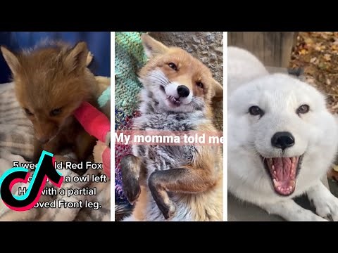 Cutest and funniest Fox Tiktok video compilation redfoxes articfoxes babyfoxes