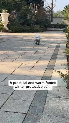 The Ultimate Winter Protective Suit for Your Pets