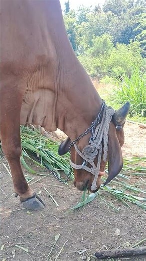 Beautiful Cow Eating Grass: A Glimpse into Nature's Serenity