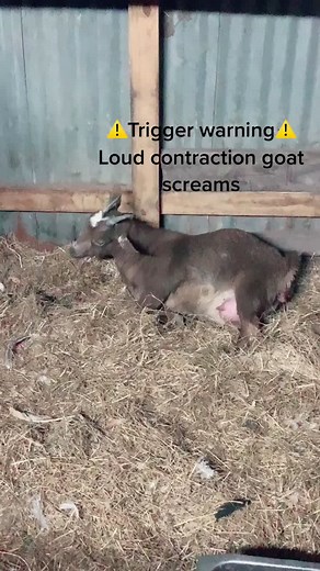 Update:No baby if she doesn’t have soon she’ll need emergency c-section #fyp #foryoupage #pygmygoats #pygmygoatsoftiktok #daisy #farmlifeisthebestlife