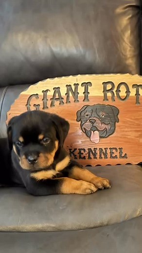 13 reactions | 轢溺 #giantrottweiler #rottweiler #giantrottkennels #rottie | GiantRotts Kennels | Facebook