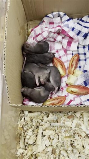 Ah yes, dopamine release… These six African giant pouched rat pups were brought to #APOPO by a kind rescuer. Estimated at about 4 weeks old we’re grateful for this opportunity to provide a safe haven and plenty of loving care. #grateful #ratpile #futureheroes #cutenessoverload | APOPO