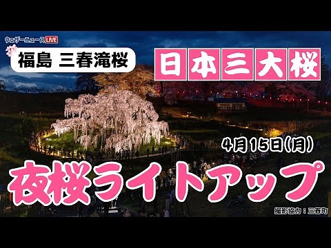 🌸夜桜ライブカメラ🌸福島・三春滝桜＜日本三大桜＞🌸本日限定ライトアップ配信＠HDRカメラ 2024年4月15日(月)