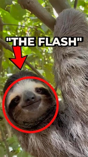 Why Sloths Are Masters of Slow Living