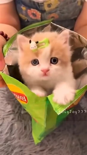 قطه كيوت|تربية القطط|قطه المنزل|قطه تاكل شيبس|مقطع مضحك 🐈👏😄