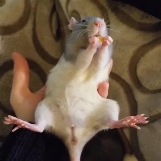 Leeloo is ready for the weekend l. . ---------------- . 📷 : @2rescuerats. | Rat Unity