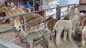 The cria are just as good as the adults at using the crush. | Mullacott Alpacas