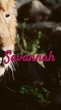 Savannah Cat: The Wild Beauty That Can Live in Your Home! #savannahcats #cat #catlover #animalshorts