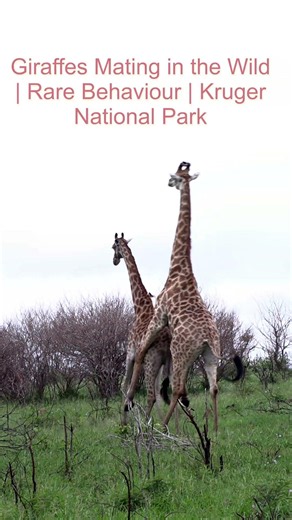 Giraffes Mating in the Wild ! Rare Behaviour ! Kruger National Park