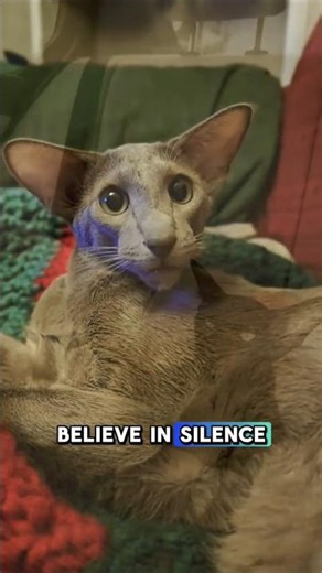 Oriental Cats: The Smartest Chaos Machines🤣