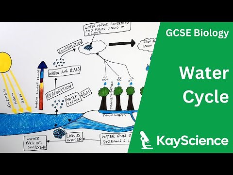 The Water Cycle - GCSE Biology | kayscience.com