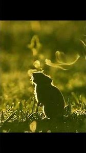 A Day in the Life of a Tibetan Fox Hunting Pikas