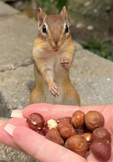 Number dropped, nut gone #animals #wildlife #cute #smart #funnyvideo
